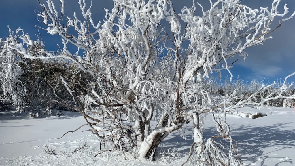 Winter Snow Gum | Visit Mount Buffalo